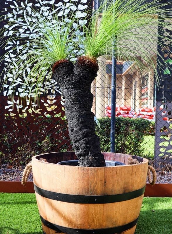 Grass Tree